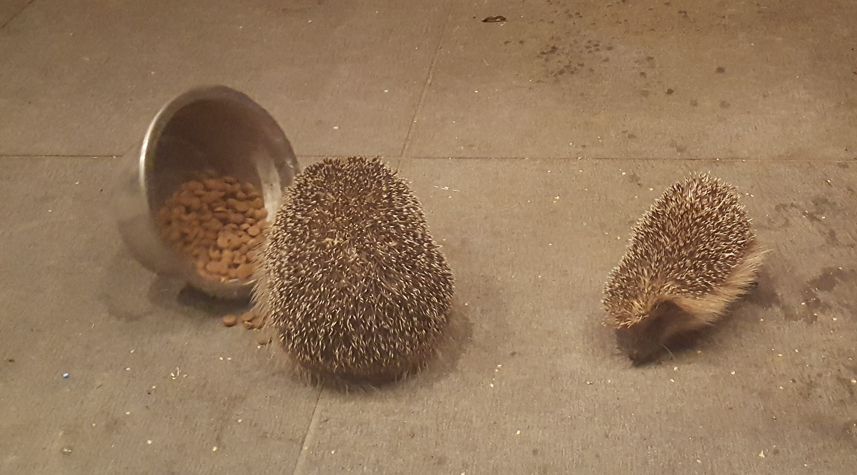 The hedgehogs